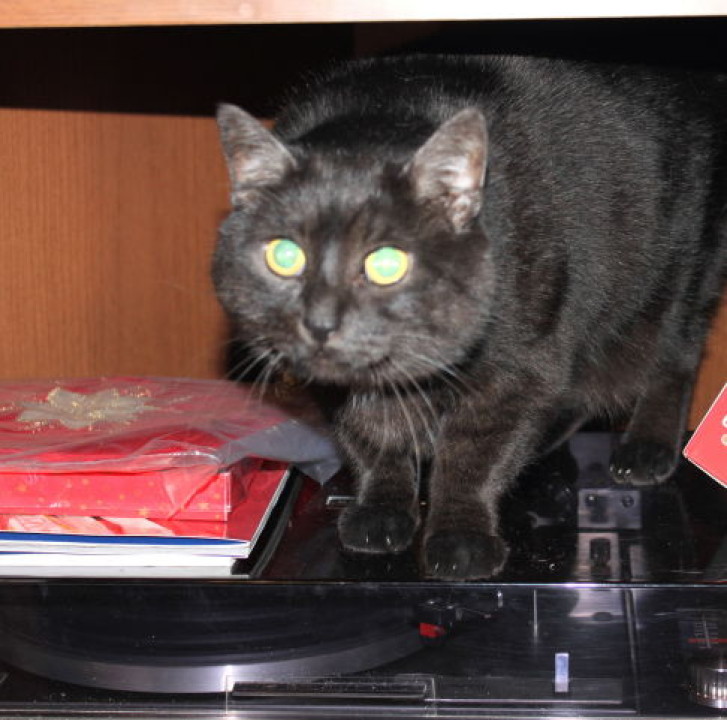 Picture of a cat / kitten / feline