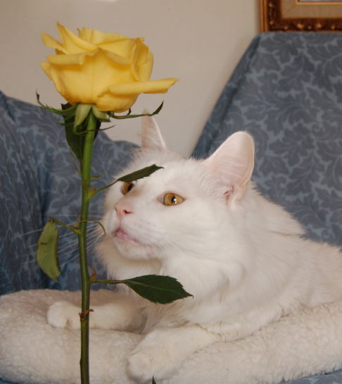 Picture of a cat / kitten / feline