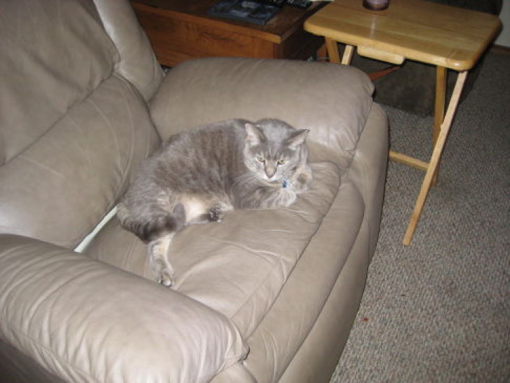 Picture of a cat / kitten / feline