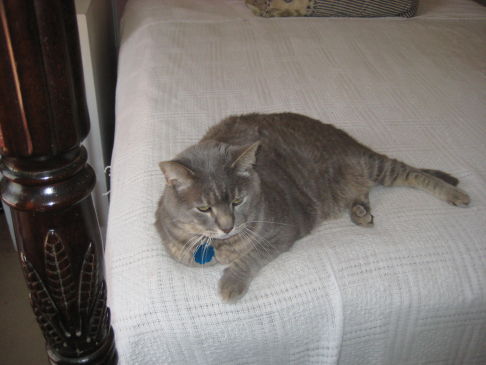 Picture of a cat / kitten / feline