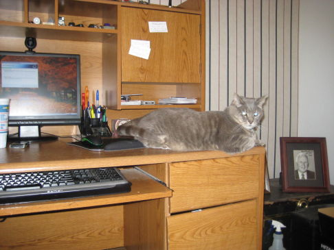 Picture of a cat / kitten / feline