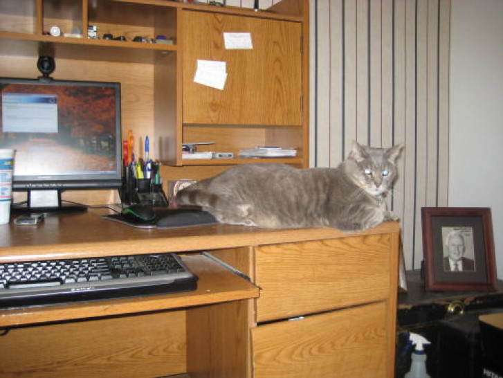 Picture of a cat / kitten / feline