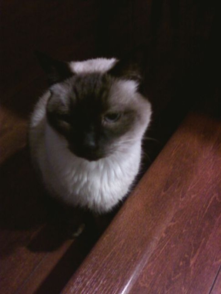 Picture of a cat / kitten / feline