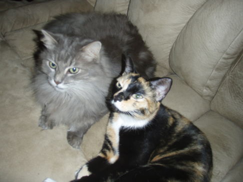 Picture of a cat / kitten / feline