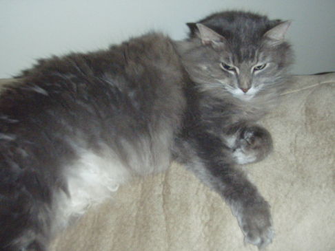 Picture of a cat / kitten / feline