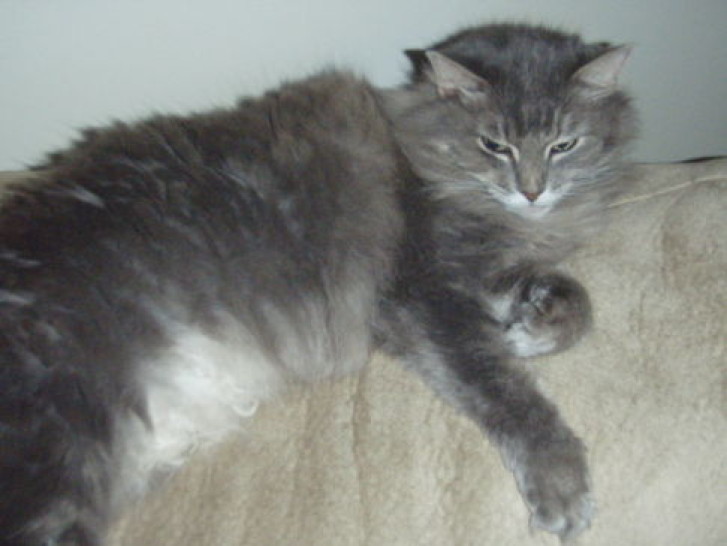 Picture of a cat / kitten / feline