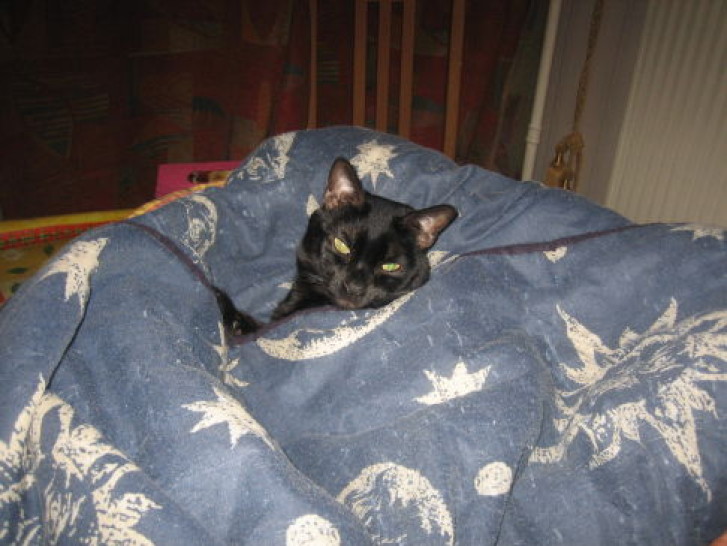 Picture of a cat / kitten / feline