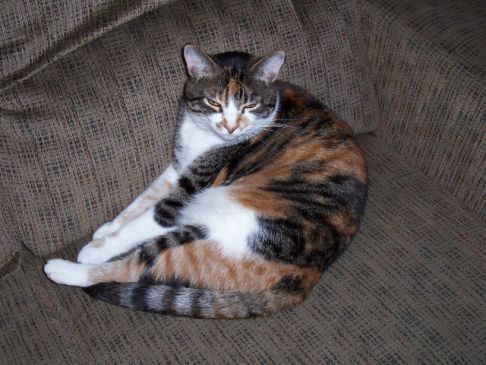 Picture of a cat / kitten / feline