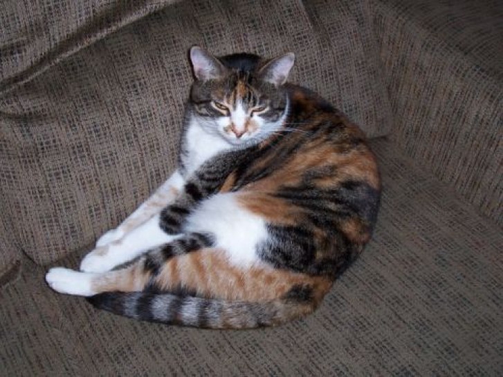 Picture of a cat / kitten / feline