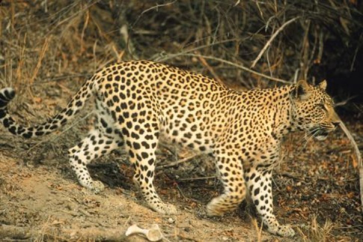 Picture of a cat / kitten / feline