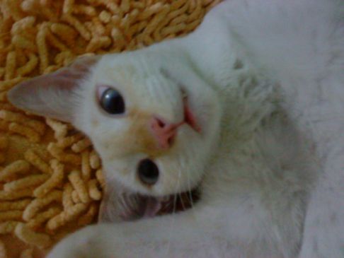 Picture of a cat / kitten / feline