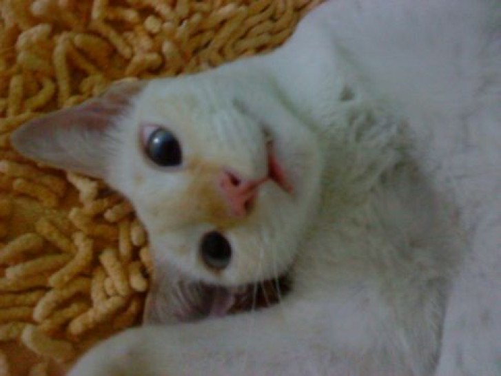 Picture of a cat / kitten / feline