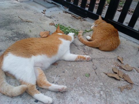 Picture of a cat / kitten / feline