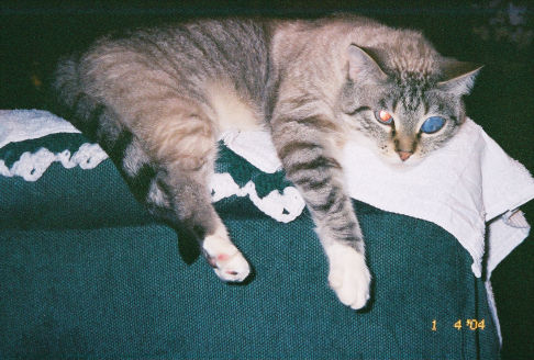 Picture of a cat / kitten / feline