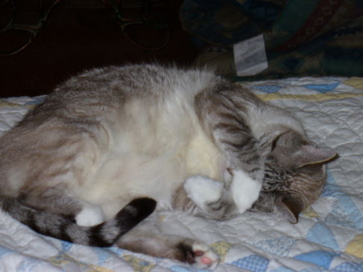 Picture of a cat / kitten / feline