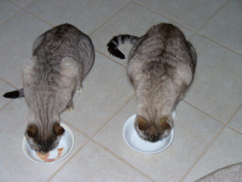 Picture of a cat / kitten / feline