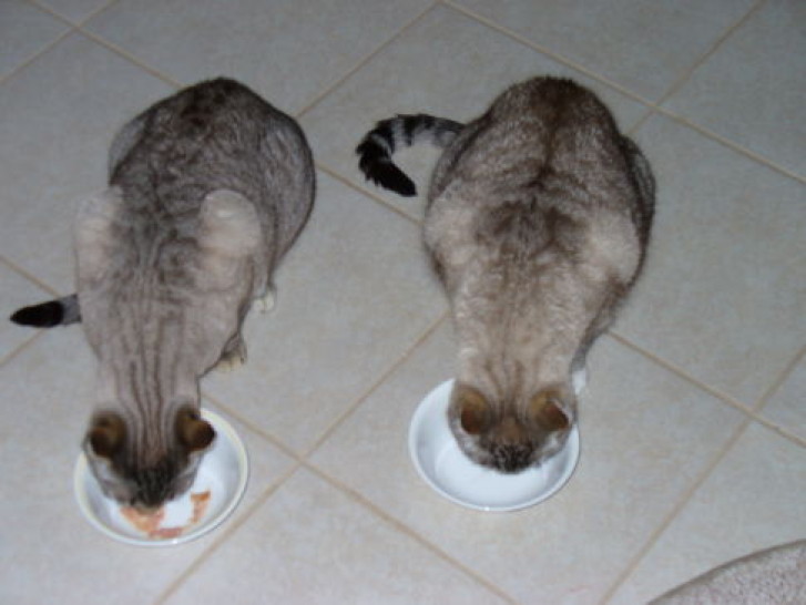 Picture of a cat / kitten / feline