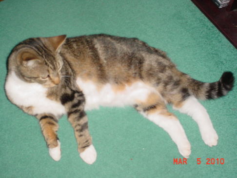 Picture of a cat / kitten / feline