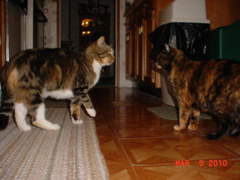 Picture of a cat / kitten / feline