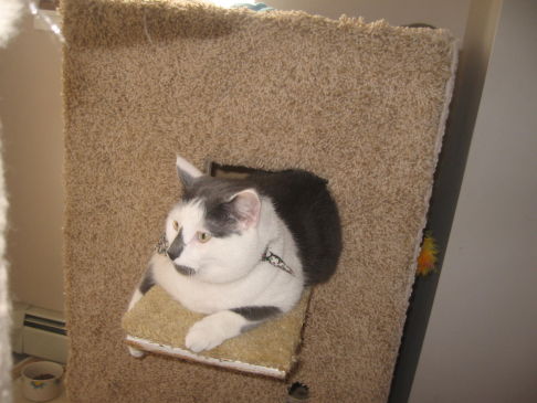 Picture of a cat / kitten / feline