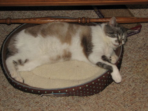 Picture of a cat / kitten / feline