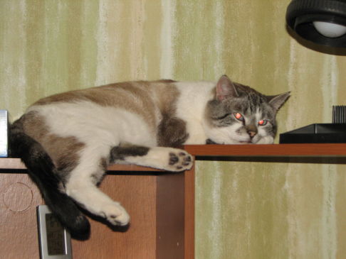 Picture of a cat / kitten / feline