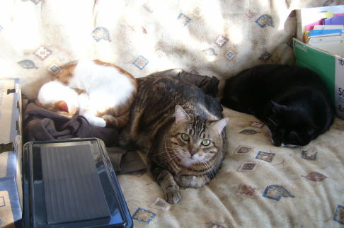 Picture of a cat / kitten / feline