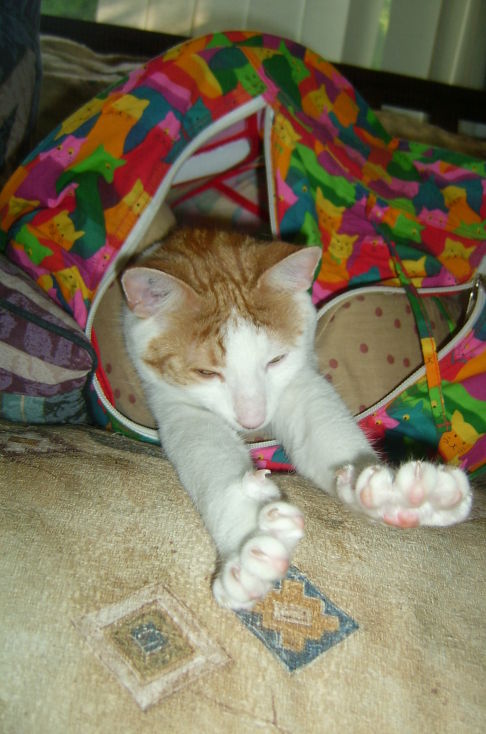 Picture of a cat / kitten / feline