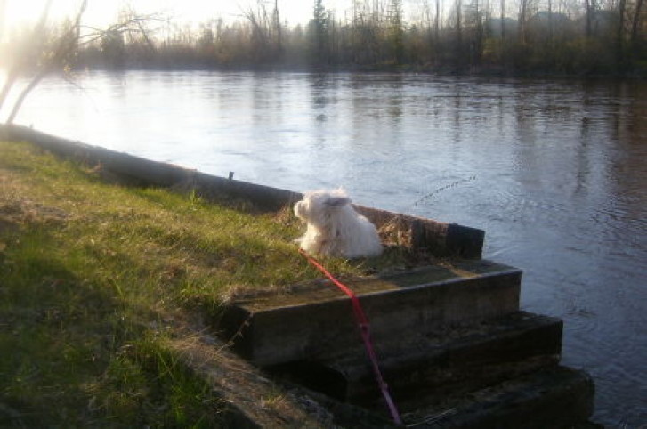 Picture of a cat / kitten / feline