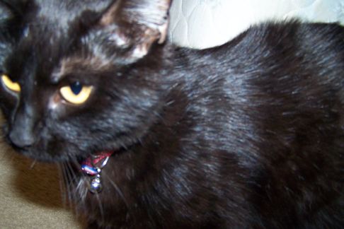 Picture of a cat / kitten / feline