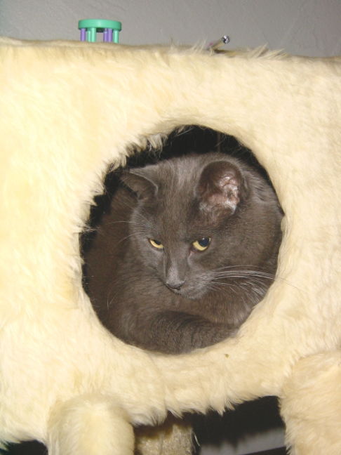 Picture of a cat / kitten / feline