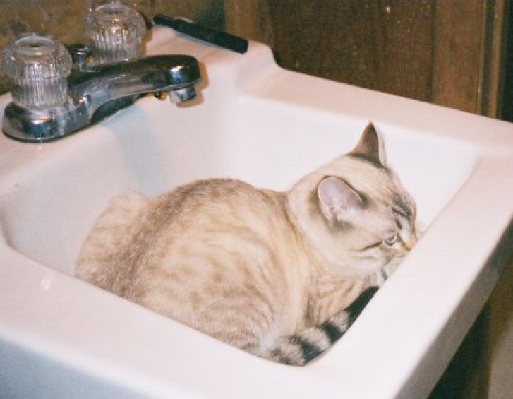 Picture of a cat / kitten / feline