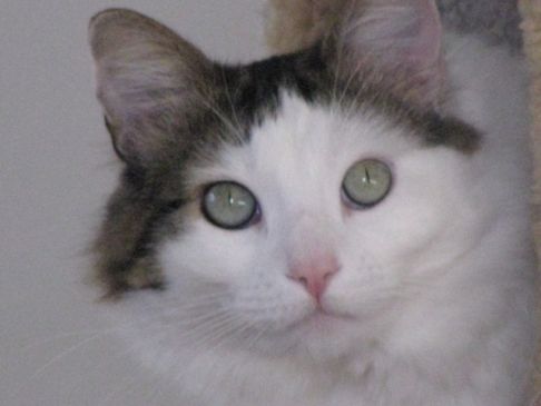 Picture of a cat / kitten / feline