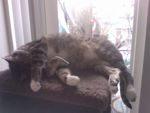 Picture of a cat / kitten / feline