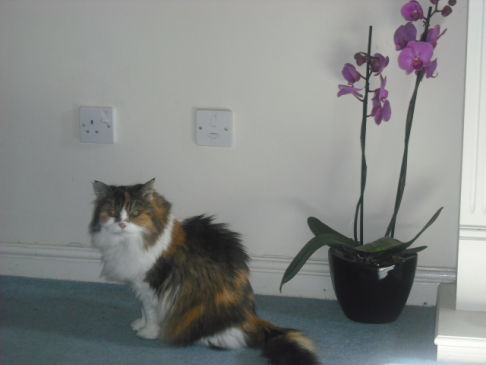 Picture of a cat / kitten / feline