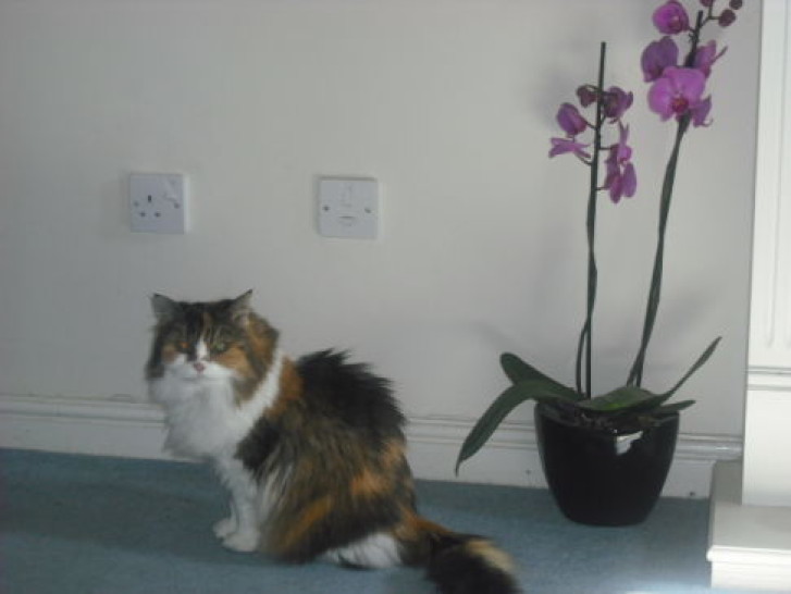 Picture of a cat / kitten / feline