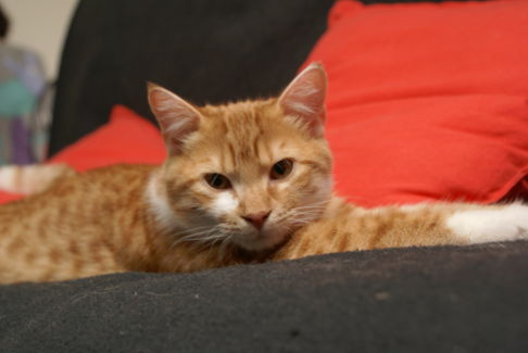 Picture of a cat / kitten / feline