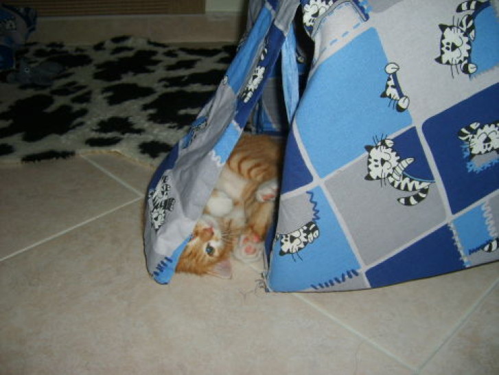 Picture of a cat / kitten / feline