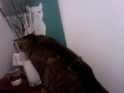 Picture of a cat / kitten / feline