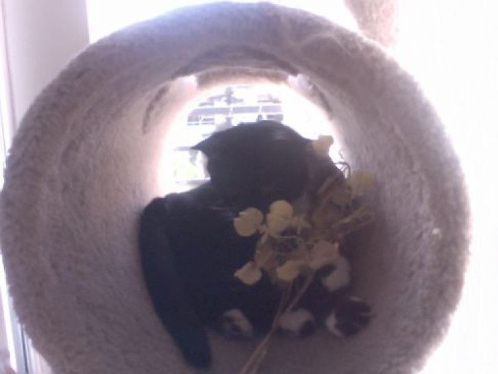 Picture of a cat / kitten / feline