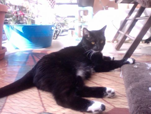 Picture of a cat / kitten / feline