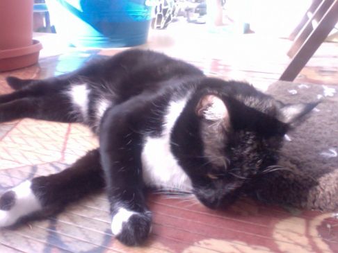 Picture of a cat / kitten / feline