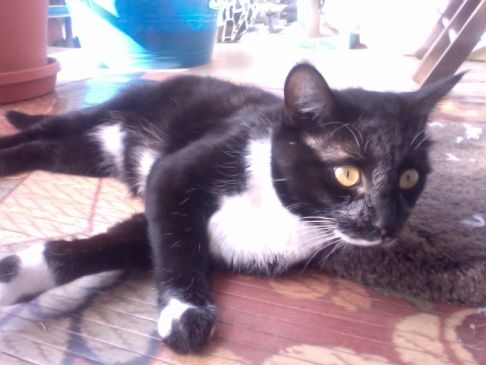 Picture of a cat / kitten / feline