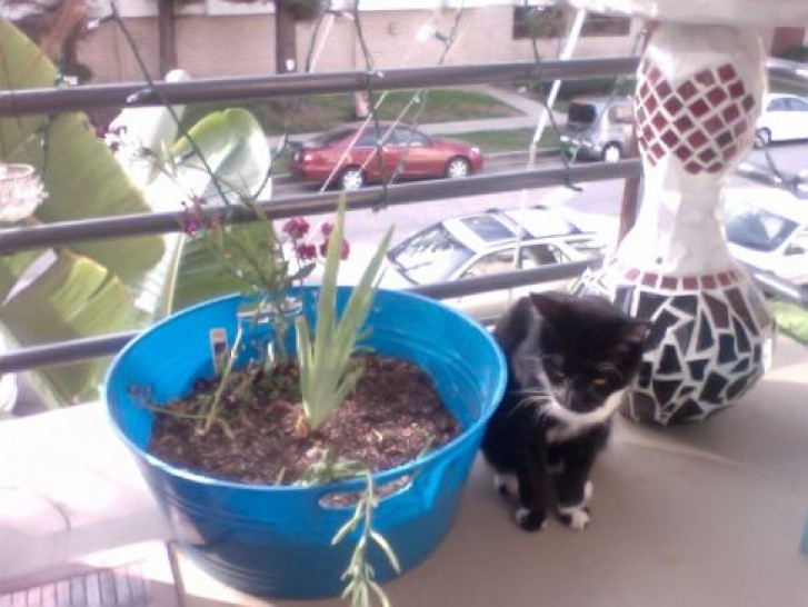 Picture of a cat / kitten / feline