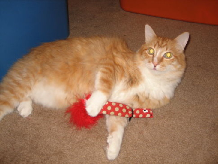 Picture of a cat / kitten / feline