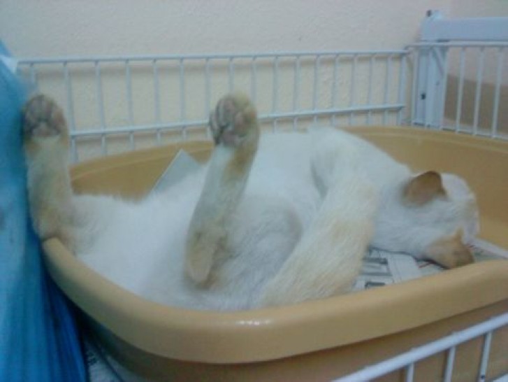 Picture of a cat / kitten / feline