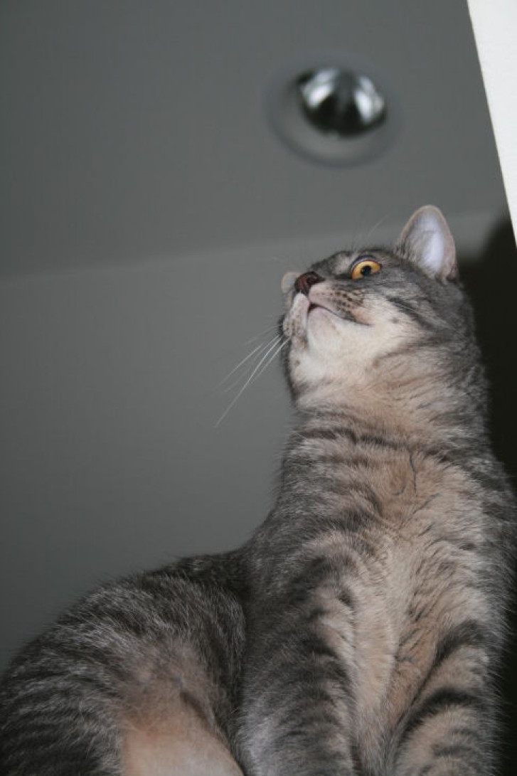 Picture of a cat / kitten / feline