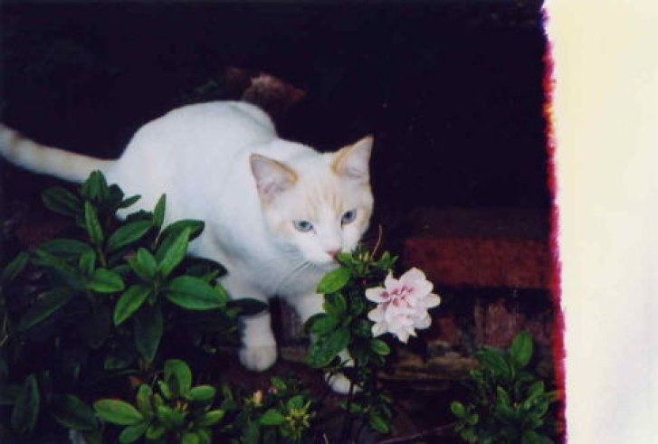 Picture of a cat / kitten / feline