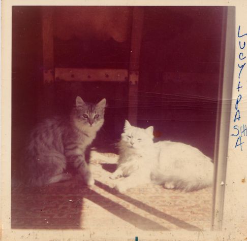 Picture of a cat / kitten / feline