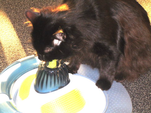 Picture of a cat / kitten / feline